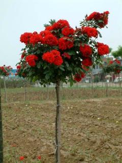 Růže stromková - sytě červená, kontejnerovaná!
