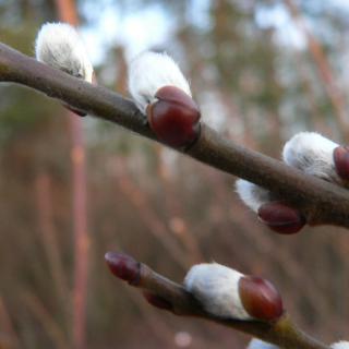 Salix caprea