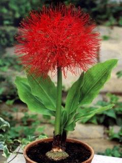 Scadoxus multiflorus