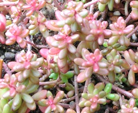 Sedum album ´Coral Carpet´