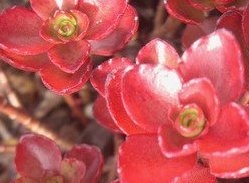 Sedum spurium ´Coccineum´.