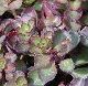 Sedum spurium 'Purpurteppich'