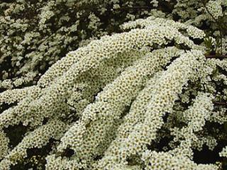 Spiraea cinerea ´Grefsheim´