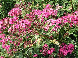 Spiraea japonica ´Anthony Waterer´