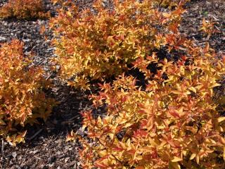 Spiraea japonica ´Golden Princess´