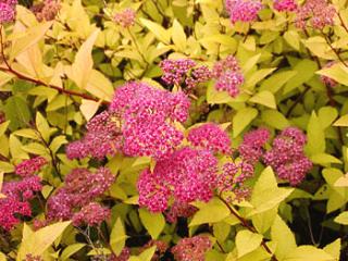 Spiraea japonica ´Goldflame´