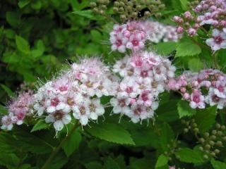 Spiraea japonica ´Little Princess´