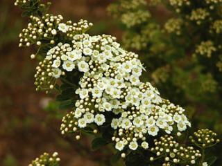 Spiraea nipponica ´Snowmound´