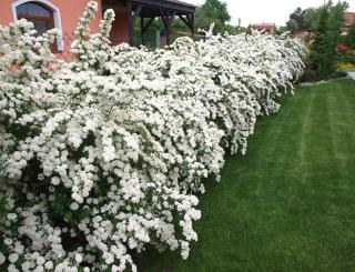 Spiraea vanhouttei