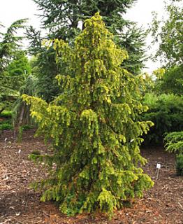 Taxus baccata ´Dovastonii Aurea´