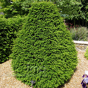 Taxus baccata