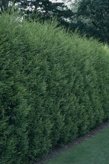 Thuja occidentalis ´Brabant´