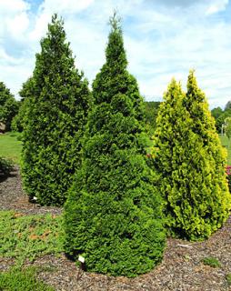 Thuja occidentalis ´Holmstrup´ 40 - 60 cm