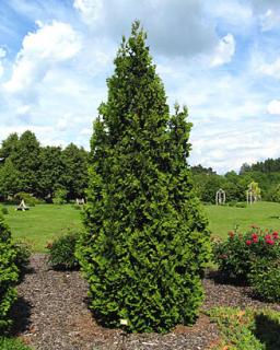 Thuja occidentalis ´Spiralis´