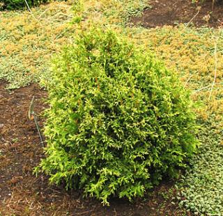 Thuja occidentalis ´Stolwijk´