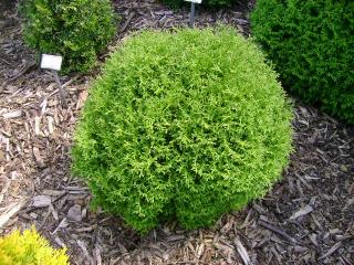 Thuja occidentalis 'Tiny Tim'