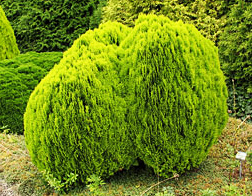 Thuja orientalis ´Aurea Nana´