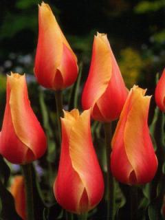 Tulipa Blushing Beauty - jednoduchý, pozdní (5 ks)