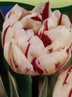 Tulipa Carnaval de Nice (5 ks)