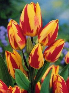 Tulipa Colour Spectacle (5 ks) mnohokvěté!