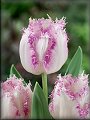 Tulipa crispa Aria Card (5 ks)