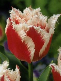 Tulipa crispa Bell Song (5 ks)