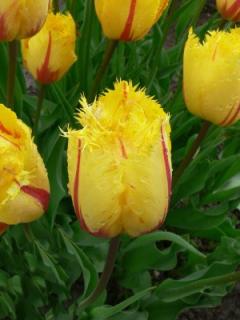 Tulipa crispa Flamenco (8 ks)