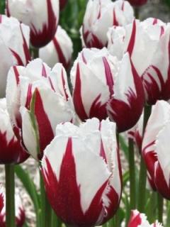 Tulipa Crispa Flaming Baltic