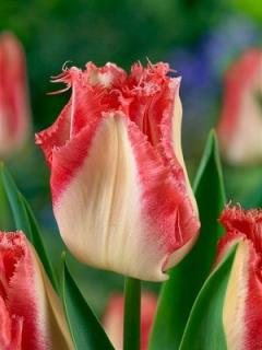 Tulipa crispa Lingerie