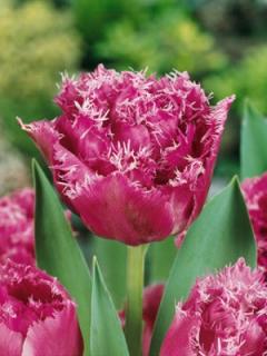 Tulipa crispa Matchpoint (5 ks)