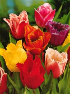 Tulipa Crispa - směs třepenitých barev (10 ks)