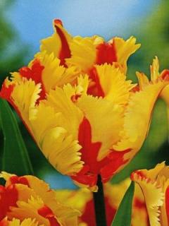 Tulipa Flaming Parrot