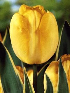 Tulipa Garant - darwin hybrid (8 ks)