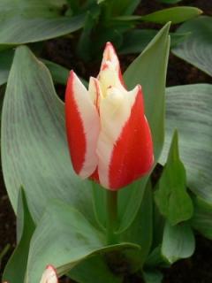 Tulipa gregii Perfectionist (8 ks)
