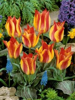 Tulipa Greigii California Sun (8 ks)