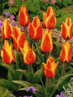 Tulipa Greigii Cape Cod (10 ks)