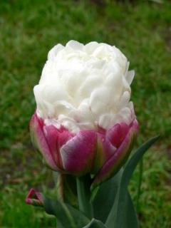 Tulipa Ice Cream- pivoňkovitý (3 ks)