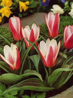 Tulipa kaufmaniana Heart´s Delight (8 ks)