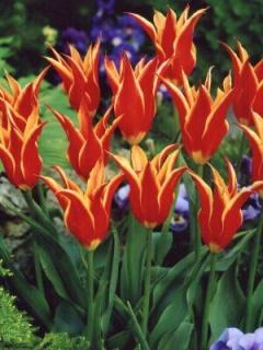 Tulipa liliflora Aladdin´s Record (8 ks)