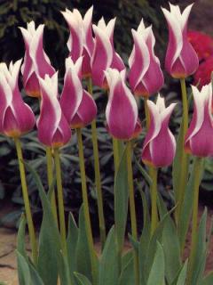 Tulipa liliflora Ballade (8 ks)
