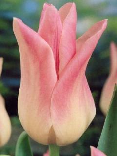 Tulipa liliflora Elegant Lady (8 ks)