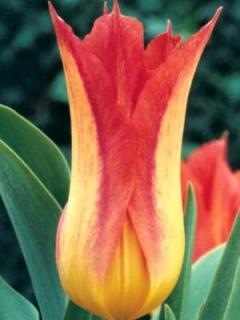 Tulipa liliflora Lilyfire (8 ks)