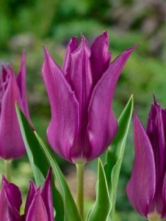 Tulipa liliflora Purple Dream (8 ks)