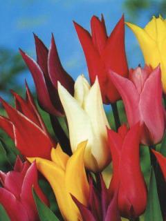 Tulipa liliflora - směs barev (8 ks)
