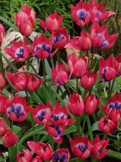 Tulipa Little Beauty (8 ks)