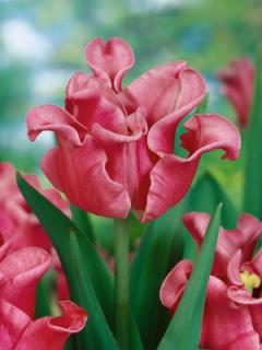 Tulipa Picture (5 ks)