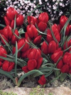 Tulipa Pulchella Liliput (8 ks)