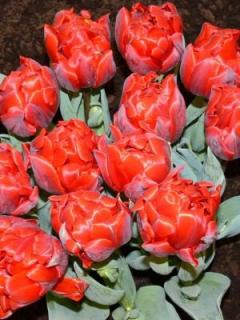 Tulipa Red Princess - nízký (5 ks)