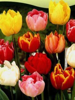 Tulipa - směs plných raných barev (5 ks)