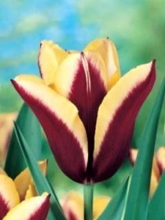 Tulipa triumph Gavota